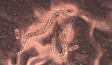 Halicephalobus mephisto (magnified 200x). Image credit: John Bracht, American University.