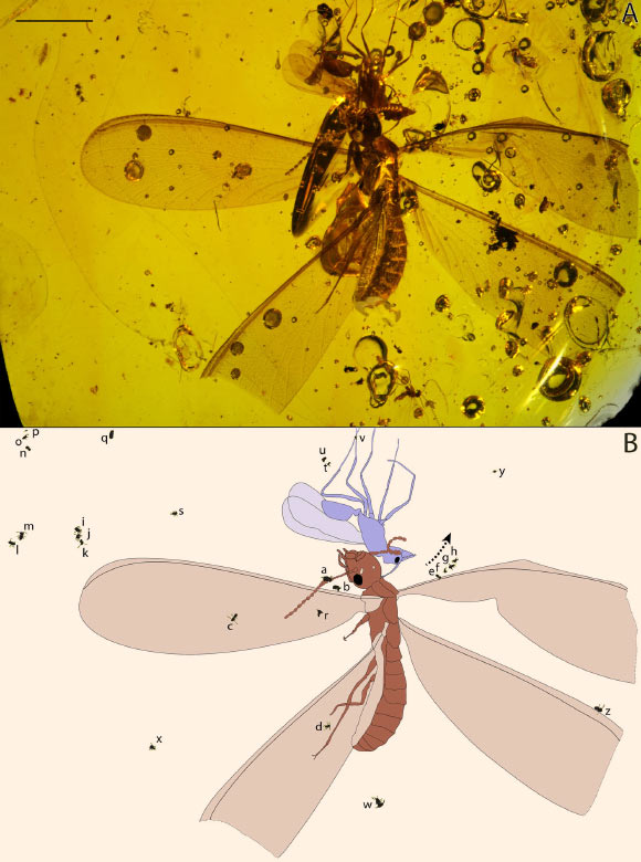 Distribution of Electrosminthuridia helibionta springtails on termite and ant hosts within 16-million-year-old Dominican amber: (A) amber specimen; (B) illustration showing the location of springtails on social insects. Arrow - inflow of the tree resin before consolidation. Scale bar - 0.5 cm. Image credit: N. Robin & P. Barden.