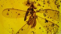 Electrosminthuridia helibionta springtails on termite and ant hosts within 16-million-year-old Dominican amber. Scale bar - 0.5 cm. Image credit: N. Robin & P. Barden.