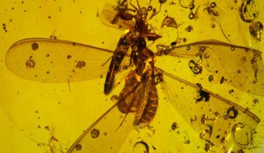 Electrosminthuridia helibionta springtails on termite and ant hosts within 16-million-year-old Dominican amber. Scale bar - 0.5 cm. Image credit: N. Robin & P. Barden.