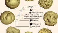 Yin et al use X-ray microtomography to show that the 609-million-year-old Caveasphaera develops within an envelope by cell division, ingression, detachment, and polar aggregation in a manner analogous to gastrulation; together with evidence of functional cell adhesion and development within an envelope, this is suggestive of a holozoan affinity. The image shows a life cycle of Caveasphaera and a simplified phylogenetic tree of Holozoa. Image credit: Yin et al, doi: 10.1016/j.cub.2019.10.057.