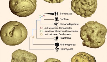 Yin et al use X-ray microtomography to show that the 609-million-year-old Caveasphaera develops within an envelope by cell division, ingression, detachment, and polar aggregation in a manner analogous to gastrulation; together with evidence of functional cell adhesion and development within an envelope, this is suggestive of a holozoan affinity. The image shows a life cycle of Caveasphaera and a simplified phylogenetic tree of Holozoa. Image credit: Yin et al, doi: 10.1016/j.cub.2019.10.057.