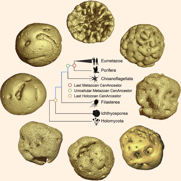 Yin et al use X-ray microtomography to show that the 609-million-year-old Caveasphaera develops within an envelope by cell division, ingression, detachment, and polar aggregation in a manner analogous to gastrulation; together with evidence of functional cell adhesion and development within an envelope, this is suggestive of a holozoan affinity. The image shows a life cycle of Caveasphaera and a simplified phylogenetic tree of Holozoa. Image credit: Yin et al, doi: 10.1016/j.cub.2019.10.057.