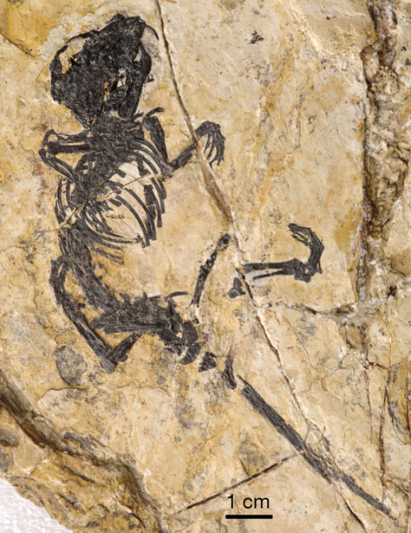 Jeholbaatar kielanae, a holotype in dorsal view. Image credit: Wang et al, doi: 10.1038/s41586-019-1792-0.