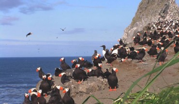 Tufted puffins (Fratercula cirrhata). Image credit: Judy Alderson / USFWS.
