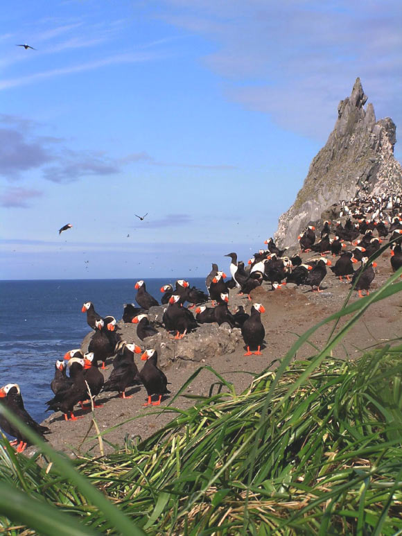 Tufted puffins (Fratercula cirrhata). Image credit: Judy Alderson / USFWS.