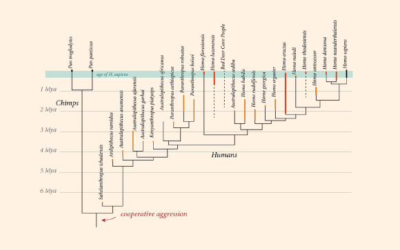 Human evolution. Image credit: Nick Longrich.