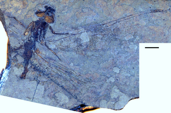 Ypshna brownleei, an image reversed left/right so that wing apices are to the right for ease of comparison. Scale bar is 5 mm. Image credit: S. Archibald & R. Cannings, doi: 10.4039/tce.2019.61.