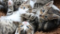 People can infer cats’ affective states from subtle aspects of their facial expressions -- although most find this challenging -- and some individuals are very good at doing so. Image credit: CaptainMeo.