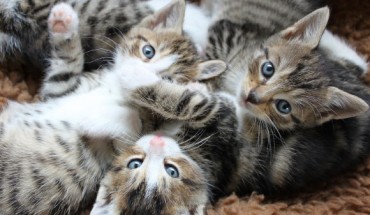 People can infer cats’ affective states from subtle aspects of their facial expressions -- although most find this challenging -- and some individuals are very good at doing so. Image credit: CaptainMeo.