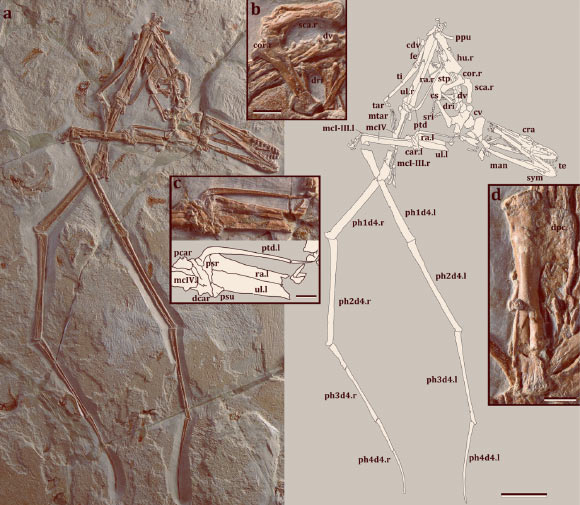 Mimodactylus libanensis: (a) photo and drawing of the complete specimen; (b) close up of scapula and coracoid; (c) detail of the wrist, showing the relation of the pteroid and the carpus; (d) detail of the humerus. Scale bars - 50 mm in (a) and 10 mm (b-d). Image credit: Kellner et al, doi: 10.1038/s41598-019-54042-z.