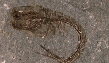 Eobodotria muisca bridges an approximately 165 million year gap in the cumacean fossil record. Image credit: Javier Luque.