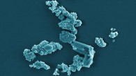 SEM image showing Metallosphaera sedula cells colonizing the surface of the NWA 1172 particles. Image credit: Milojevic et al, doi: 10.1038/s41598-019-54482-7.