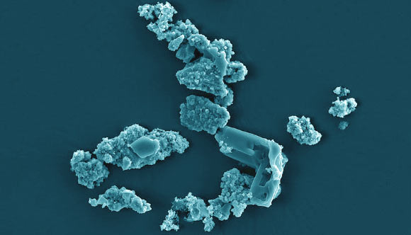 SEM image showing Metallosphaera sedula cells colonizing the surface of the NWA 1172 particles. Image credit: Milojevic et al, doi: 10.1038/s41598-019-54482-7.