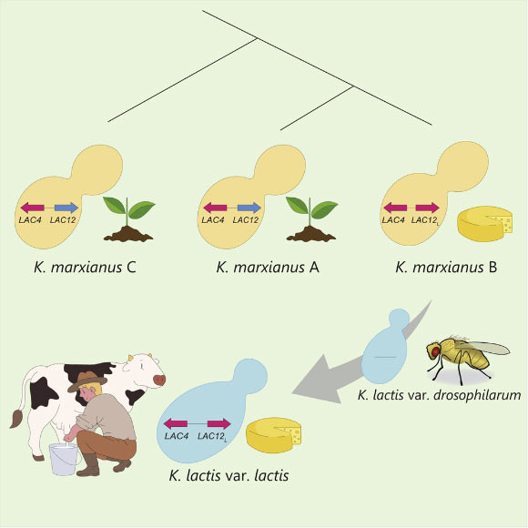 It is well known that humans domesticated brewer’s yeast, and now, Varela et al report that another yeast is also the product of human activity. They show that an insect-associated, lactose-negative progenitor of the milk yeast Kluyveromyces lactis acquired the genes that enable lactose fermentation from a dairy-adapted population of K. marxianus. Image credit: Varela et al, doi: 10.1016/j.cub.2019.10.044.