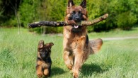 Root-Gutteridge et al show that the ability to spontaneously recognize both the same phonemes across different speakers, and cues to identity across speech utterances from unfamiliar speakers, is present in domestic dogs and thus not a uniquely human trait. Image credit: Anja Gh.