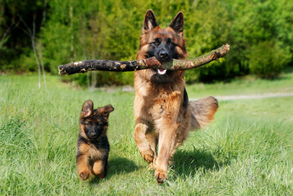Root-Gutteridge et al show that the ability to spontaneously recognize both the same phonemes across different speakers, and cues to identity across speech utterances from unfamiliar speakers, is present in domestic dogs and thus not a uniquely human trait. Image credit: Anja Gh.