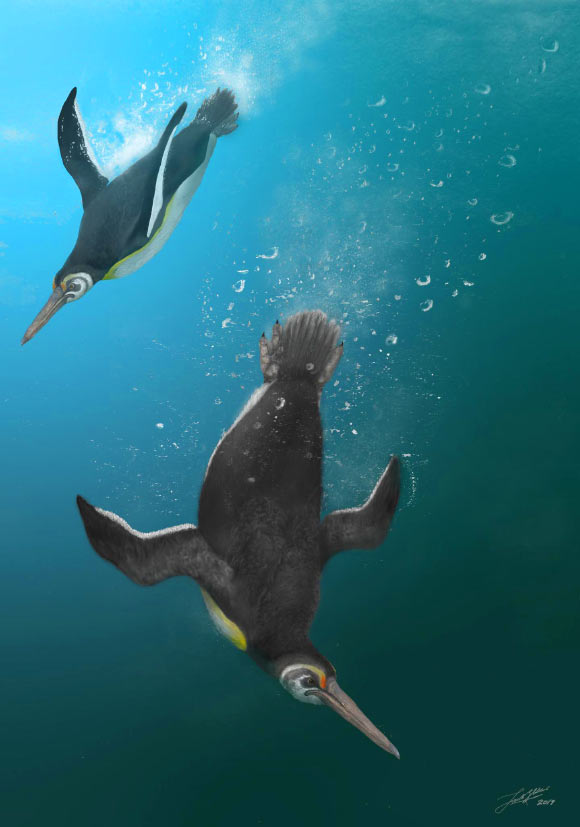 Kupoupou stilwelli. Image credit: Jacob Blokland.