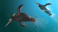 Kupoupou stilwelli. Image credit: Jacob Blokland.