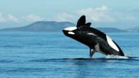 Spieden J8, a 72-year-old killer whale (Orcinus orca), breaches the water. Image credit: Kenneth Balcomb, Center for Whale Research.