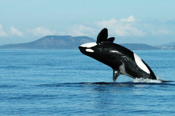 Spieden J8, a 72-year-old killer whale (Orcinus orca), breaches the water. Image credit: Kenneth Balcomb, Center for Whale Research.