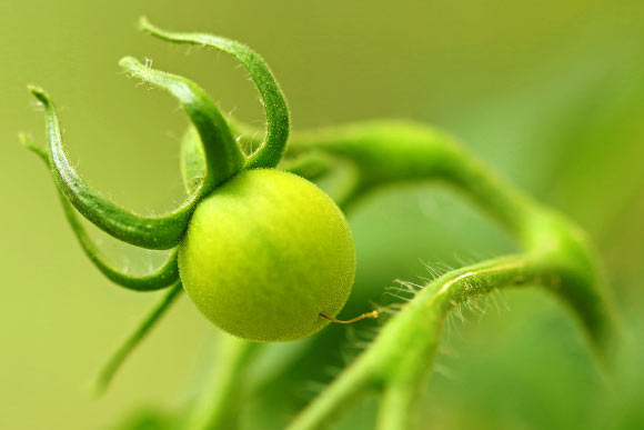 Stressed tomato (Solanum lycopersicum) plants emit remotely-detectable and informative airborne sounds. Image credit: V. Wald.