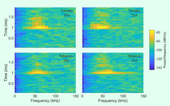 Spectrograms of sounds emitted by stressed plants. Image credit: Khait et al, doi: 10.1101/507590.