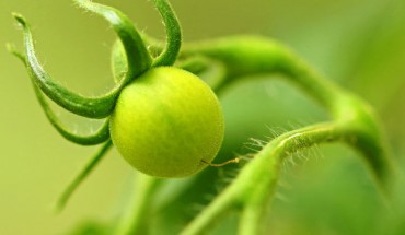 Stressed tomato (Solanum lycopersicum) plants emit remotely-detectable and informative airborne sounds. Image credit: V. Wald.