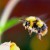 Radiologically contaminated sites such as the Chernobyl Exclusion Zone have created novel environmental stressors with the potential to substantially influence the ecology of organisms and wider ecosystem function. Nevertheless, radiation dose rates at which negative effects occur are uncertain. Burrows et al investigated a potential mechanism for these sub-lethal consequences by testing whether radiation exposure makes bees less metabolically efficient. Image credit: Josef Pichler.