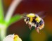 Radiologically contaminated sites such as the Chernobyl Exclusion Zone have created novel environmental stressors with the potential to substantially influence the ecology of organisms and wider ecosystem function. Nevertheless, radiation dose rates at which negative effects occur are uncertain. Burrows et al investigated a potential mechanism for these sub-lethal consequences by testing whether radiation exposure makes bees less metabolically efficient. Image credit: Josef Pichler.