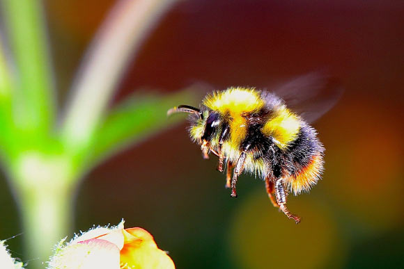 Radiologically contaminated sites such as the Chernobyl Exclusion Zone have created novel environmental stressors with the potential to substantially influence the ecology of organisms and wider ecosystem function. Nevertheless, radiation dose rates at which negative effects occur are uncertain. Burrows et al investigated a potential mechanism for these sub-lethal consequences by testing whether radiation exposure makes bees less metabolically efficient. Image credit: Josef Pichler.