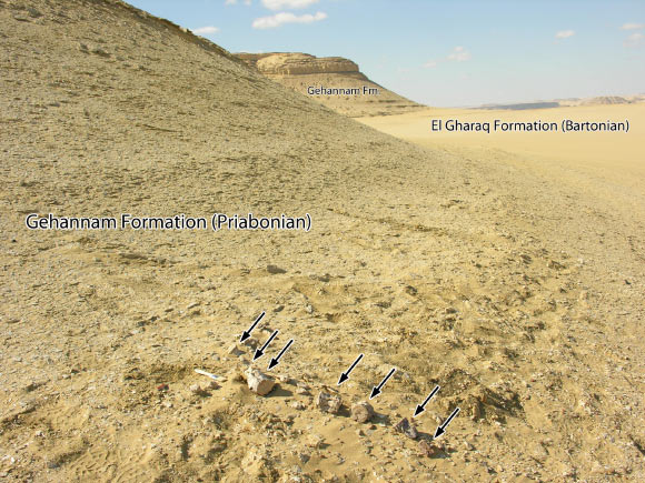 Type locality of Aegicetus gehennae in the Wadi Al Hitan World Heritage Site, Egypt. Image credit: Gingerich et al, doi: 10.1371/journal.pone.0225391.