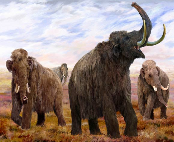 Woolly mammoths (Mammuthus primigenius). Image credit: Velizar Simeonovski / Field Museum.