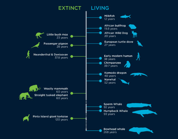 DNA-based lifespan clock can reveal the lifespans of extinct and living species. Image credit: CSIRO.