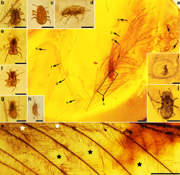A piece of amber with the specimens of Mesophthirus engeli from the mid-Cretaceous of Myanmar: (a) photo of the whole feather and the locations of the insects, (b-j) Mesophthirus engeli specimens, (k) parts of the feather show complete areas at basal part and adjacent largely damaged area between barbs; representative, star in white referring to relatively complete barbules, star in blank referring to large areas of damages. Scale bars - 1 mm (a), 100 μm (b–j), and 0.5 mm (k). Image credit: Gao et al, doi: 10.1038/s41467-019-13516-4.