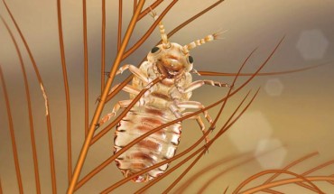 Mesophthirus engeli nymphs crawled and fed on dinosaur feathers. Image credit: Gao et al, doi: 10.1038/s41467-019-13516-4.