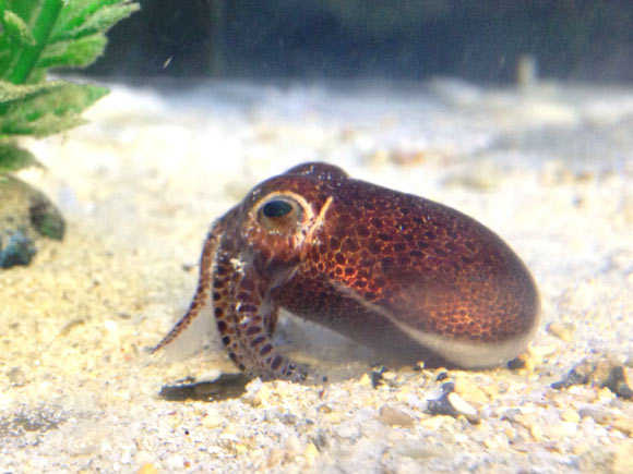 The Brenner’s bobtail squid (Euprymna brenneri). Image credit: Jeff Jolly.