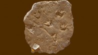 The 340-million-year-old Hardraw trackway. Image credit: Trustees of the Natural History Museum.