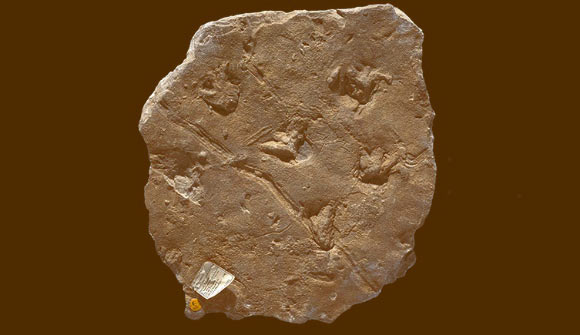The 340-million-year-old Hardraw trackway. Image credit: Trustees of the Natural History Museum.