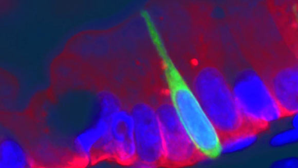 An enteroendocrine cell (green) lies within the epithelium (red) that lines the intestines of a zebrafish larvae. Image credit: Lihua Ye.