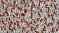 This light microscopy image of the Acadian flycatcher (Empidonax virescens) retina shows the five traditional oil droplet types and the additional orange, conical structures belonging to the newly described photoreceptor. Image credit: Tyrrell et al, doi: 10.1038/s41598-019-51774-w.