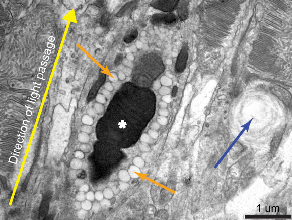 Transmission electron microscopy image of the orange, conical structures reveals that they are electron-dense megamitochondria surrounded by many small oil droplets; the white asterisk denotes the megamitochondria, the orange arrows denote the small oil droplets that provide the orange coloration seen in the image above, and the blue arrow indicates a traditional oil droplet from the neighboring photoreceptor. Image credit: Tyrrell et al, doi: 10.1038/s41598-019-51774-w.