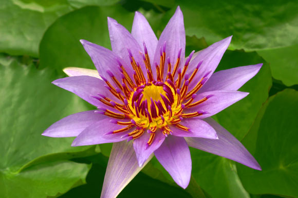 The blue-petal water lily (Nymphaea colorata) in the Botanischen Garten, Berlin, Germany. Image credit: Rüdiger Kratz / CC BY-SA 3.0.