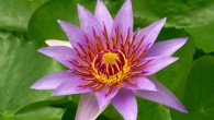 The blue-petal water lily (Nymphaea colorata) in the Botanischen Garten, Berlin, Germany. Image credit: Rüdiger Kratz / CC BY-SA 3.0.