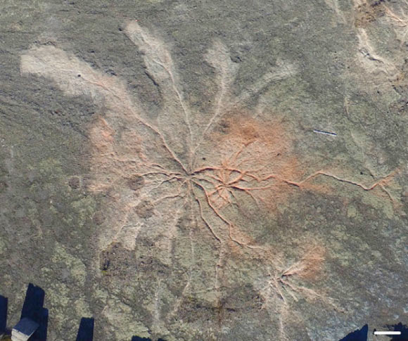 A Devonian root system at the Cairo fossil forest site. Image credit: Stein et al, doi: 10.1016/j.cub.2019.11.067.