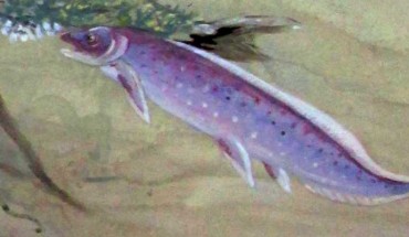 Illustration of Isityumzi mlomomde (lower right) and other Late Devonian freshwater ecosystem creatures including the early tetrapod Unzantsia. Image credit: Maggie Newman.