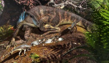 An artist’s depiction of the ornithopod dinosaur Weewarrasaurus pobeni tending its nest. Image credit: University of New England.