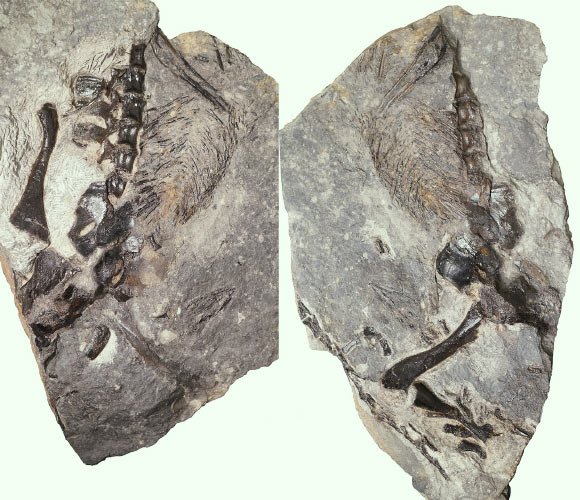 The 305-million-year-old specimen of Dendromaia unamakiensis. Image credit: Maddin et al, doi: 10.1038/s41559-019-1030-z.