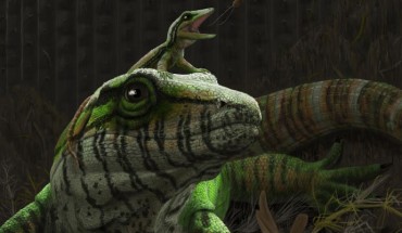 An artist’s impression of an adult and a juvenile Dendromaia unamakiensis. Image credit: Henry Sharpe.