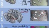 Märtin et al define the molecular identity of striatal projections neurons, focusing on the characterization of the patch and matrix compartments; genetic labeling of mu opioid receptor (Oprm1)-expressing neurons reveals the identity of neuron subtypes, and also establishes spatial markers for the identification of subregions in striatum. Image credit: Märtin et al, doi: 10.1016/j.celrep.2019.11.096.